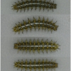 bren daphne larva5 volg2